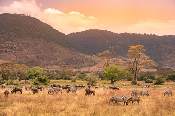 Wall Mural - Landscape of Ngorongoro crater -  herd of zebra and wildebeests (also known as gnus) grazing on grassland  -  wild animals at sunset - Ngorongoro Conservation Area, Tanzania, Africa