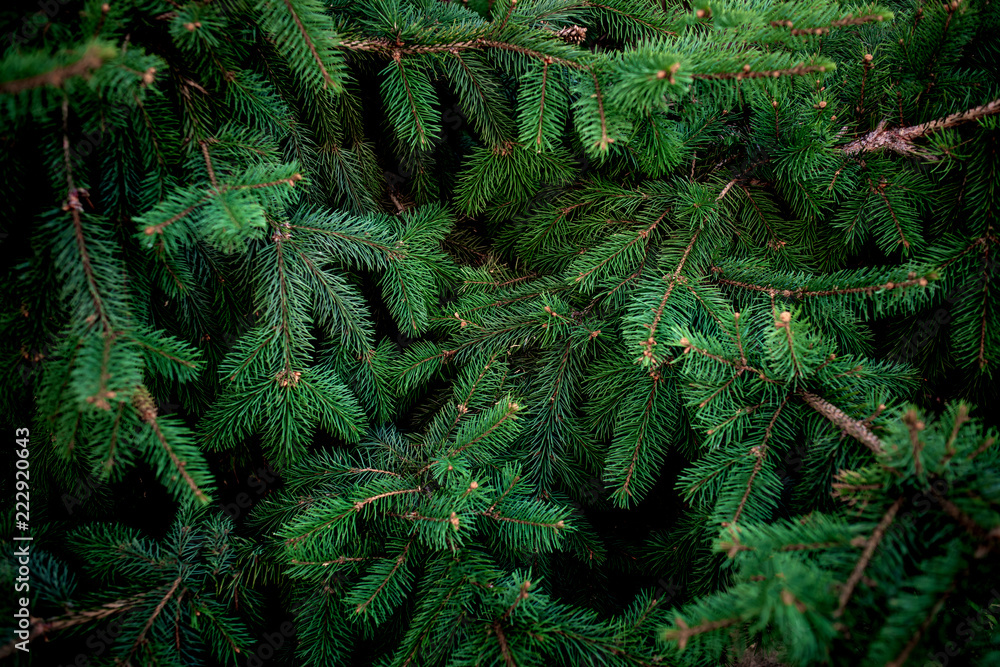 Christmas  Fir tree brunch textured Background. Fluffy pine tree brunch close up. Green spruce - obrazy, fototapety, plakaty 