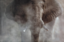Amazing African Elephant With Dust. Huge Elephant Male In Front Of The Camera. Wildlife Scene With Dangerous Animal. Great Tusker In The Nature Habitat. Loxodonta Africana.