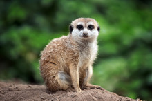 Surricate Meerkats Standing