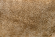 Closeup Real Lion Fur Texture