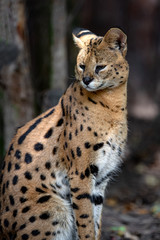 Wall Mural - Young serval cat (Felis serval)