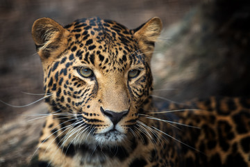 Wall Mural - close up leopard portrait