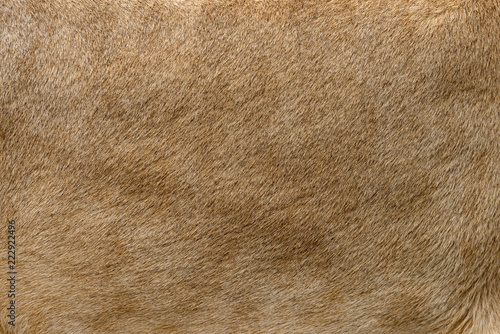 Photographie Closeup real lion fur texture