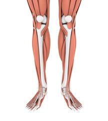 Canvas Print - Human Leg Muscles Anatomy