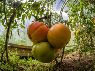 Closeup fresh green and ripe tomatoes on branch grown in a greenhouse in Moscow region Russia