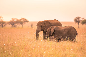 Wall Mural - African Elephant Couple in the savannah of Serengeti at sunset. Acacia trees on the plains in Serengeti National Park, Tanzania.  Wildlife Safari trip in  Africa.