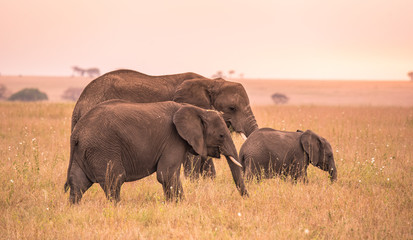 Wall Mural - African Elephant Family with young baby Elephant in the savannah of Serengeti at sunset. Acacia trees on the plains in Serengeti National Park, Tanzania.   Wildlife Safari trip in  Africa.