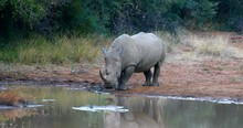 White Rhinoceros Pilanesberg, South Africa Safari Wildlife