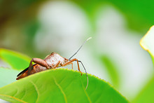 Insect Pests Are Insects That Eat Insects Together As Food.