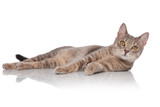 Fototapeta Koty - side view of surprised metis cat lying and looking up