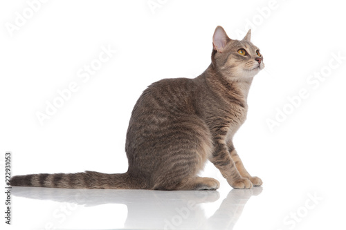 Кошка фото сбоку