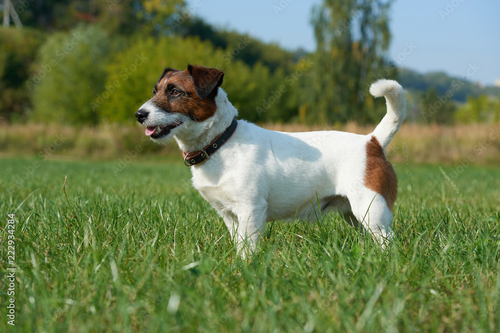 dog runs around the field breed Jack Russell Terrier - obrazy, fototapety, plakaty 