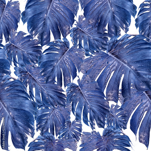 piekny-design-z-niebieskimi-liscmi-monstera