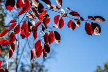 Red Leaves Branch Tree Against Blue Sky Background