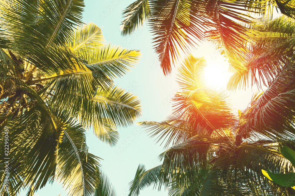 Coconut palm tree on  blue sky background. - obrazy, fototapety, plakaty 