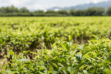 Canvas Print - farm of tea tree