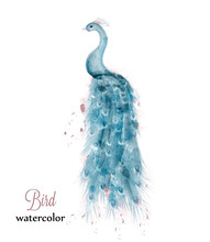Blue Peacock Watercolor Vector. Blue Colorful Bird Illustration Painted Style