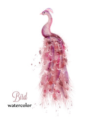 Pink peacock watercolor Vector. Colorful bird illustration painted styles