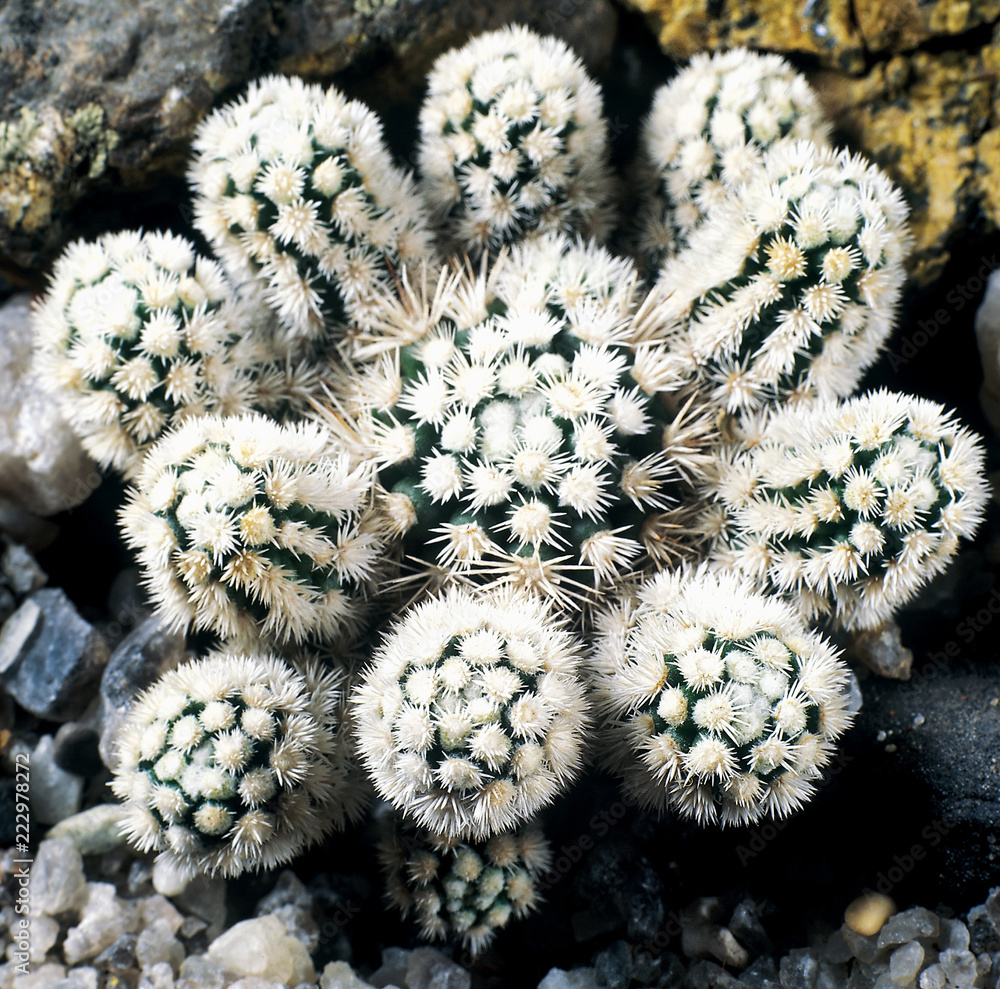 Cactus. Mammillaria vetula sub. gracils cv. Arizona snowcap. A unique ...