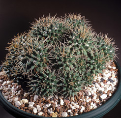 Cactus. Mammillaria compressa in pot. A unique studio photographing with a beautiful  imitation of natural conditions on a dark background.