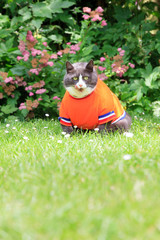 Random image of a fat pussy cat dressed as soccer player for the dutch national team relaxing in the garden in spring in the Netherlands