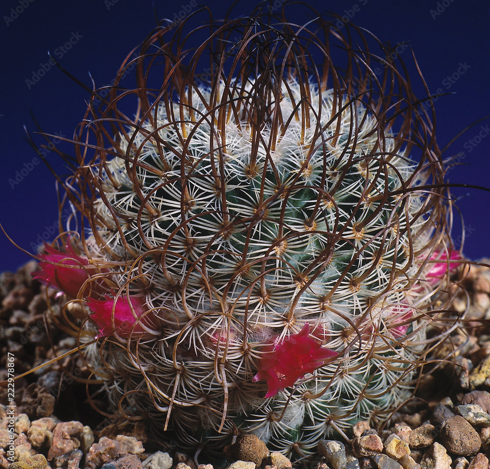Cactus. Mammillaria huitzilopochtli with red flowers. A unique studio  photographing with a beautiful imitation of natural conditions on a stones  background. Stock Photo | Adobe Stock