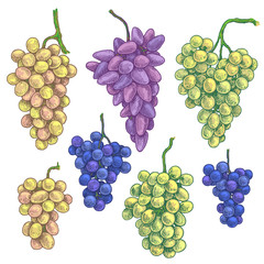 Wall Mural - Hand Drawn Grape Bunch Variety