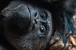 © Olaf Schlenger - Tiere im Zoo