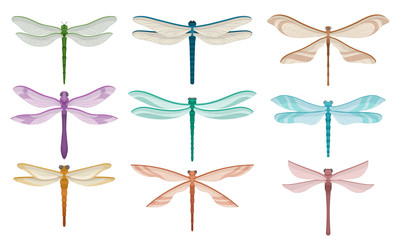 Wall Mural - flat vector set of beautiful dragonflies. small flying insects with fragile wings