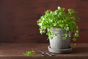 Wall Mural - fresh cilantro herb in flowerpot