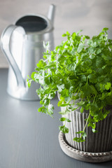 Wall Mural - fresh cilantro herb in flowerpot