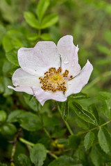 Wall Mural - The flower of dog rose, wild rose (Rosa canina) with green leaves in the natural environment. Rosa acicularis