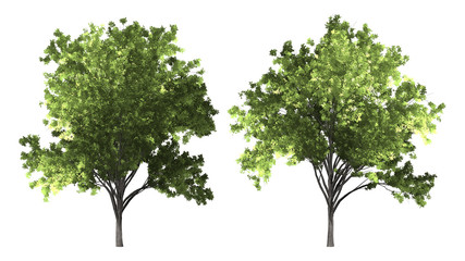 Wall Mural - The collection of tree. Zelkova serrata tree isolated on white background with clipping path.