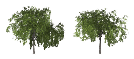 Wall Mural - The collection of tree. Pepper tree or California pepper tree isolated on white background with clipping path.