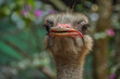 A handsome ostrich is ready to ride anyone 