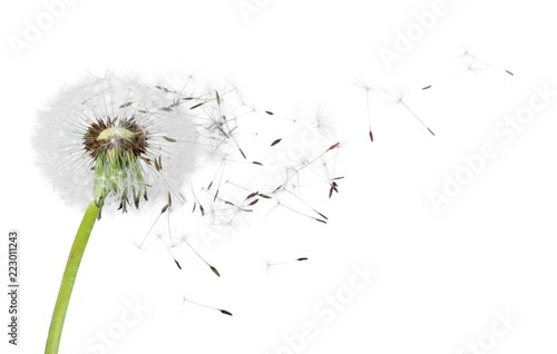 Fotografija  Dandelion blowball