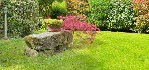 Wall Mural - stone bench next to a Japan maple in an ornamental garden 