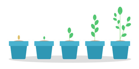 Stages of green plant growth in the blue pot