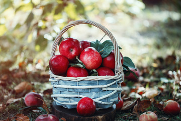 Wall Mural - Apples in a basket. Apple harvest. Apple background