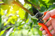 close up hand of person holding scissors cut the branches of tree in garden for agriculture,nature concept.