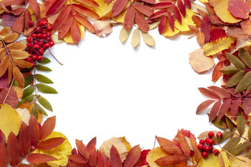 Wall Mural - Bright autumn leaves as a background. Isolated on white