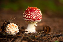 Amanita Muscaria, Poisonous Mushroom In The Forest