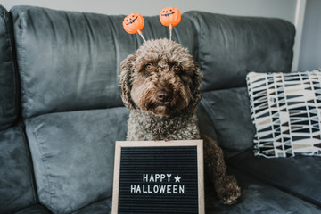 Wall Mural - Sweet brown spanish water dog sitting on the sofa at home, wearing funny orange halloween costume. Happy halloween letter board besides. Lifestyle