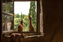 Chats à La Fenêtre