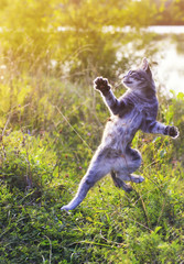 Wall Mural - funny striped cat jumping on a green meadow standing on its hind legs and front with claws catches something in the air