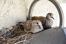 Mourning Dove Chicks In A Nest On Top Of A Light.
