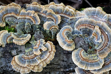 Beautiful Colorful Blue Turkey Tail Mushrooms (Trametes Versicolor) Is Used In Traditional Medicine To Fight Cancer. 