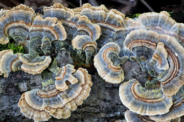 Beautiful colorful blue turkey tail mushrooms (Trametes versicolor) is used in traditional medicine to fight cancer. 