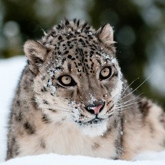 Wall Mural - snow leopard portrait